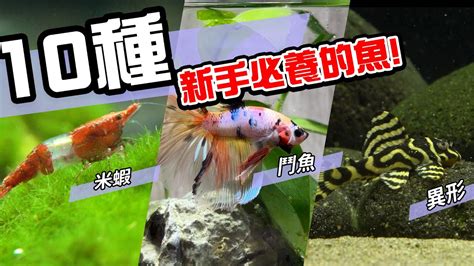 養觀賞魚|養魚新手入門：12個教學讓你養魚一次上手（新手必讀）